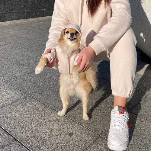 Одежда для маленькой собаки Кофта фото 3